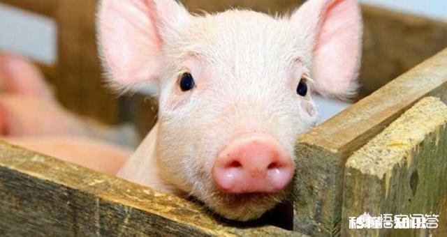 在非洲猪瘟出现的省份,农民自家无证卖猪肉是否该禁止