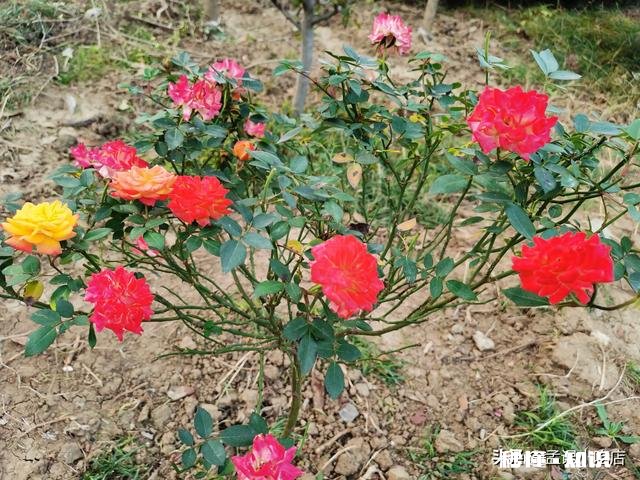 一年四季各有千秋,春花秋实夏雨冬雪,你更喜欢哪个季节呢