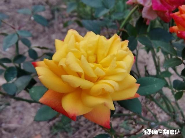 一年四季各有千秋,春花秋实夏雨冬雪,你更喜欢哪个季节呢