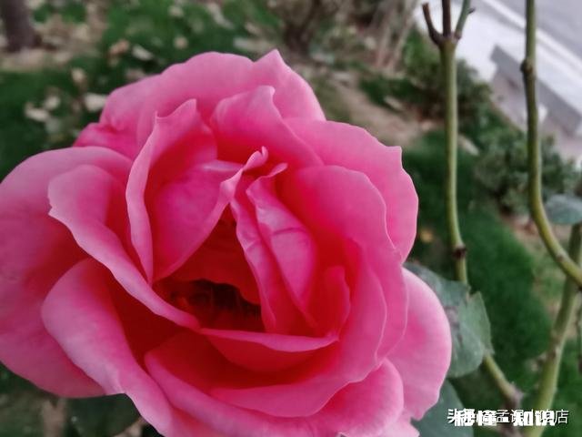 一年四季各有千秋,春花秋实夏雨冬雪,你更喜欢哪个季节呢