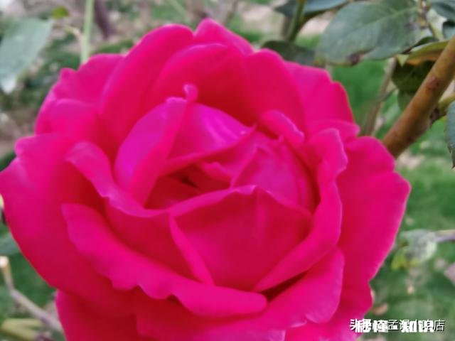 一年四季各有千秋,春花秋实夏雨冬雪,你更喜欢哪个季节呢