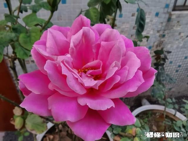 一年四季各有千秋,春花秋实夏雨冬雪,你更喜欢哪个季节呢