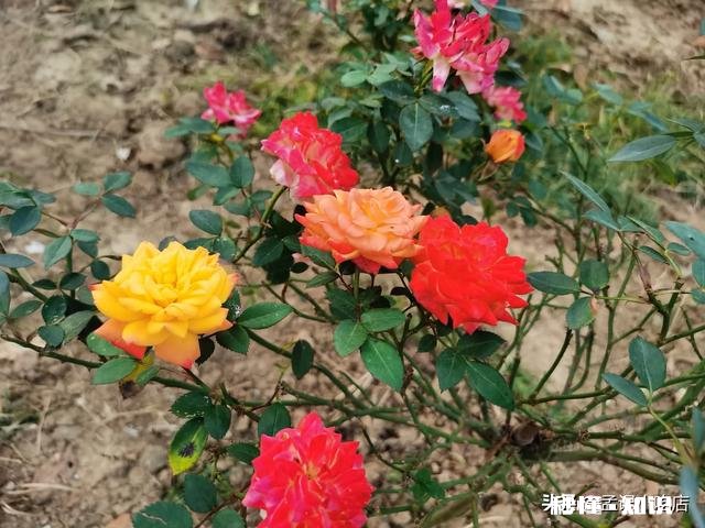 一年四季各有千秋,春花秋实夏雨冬雪,你更喜欢哪个季节呢