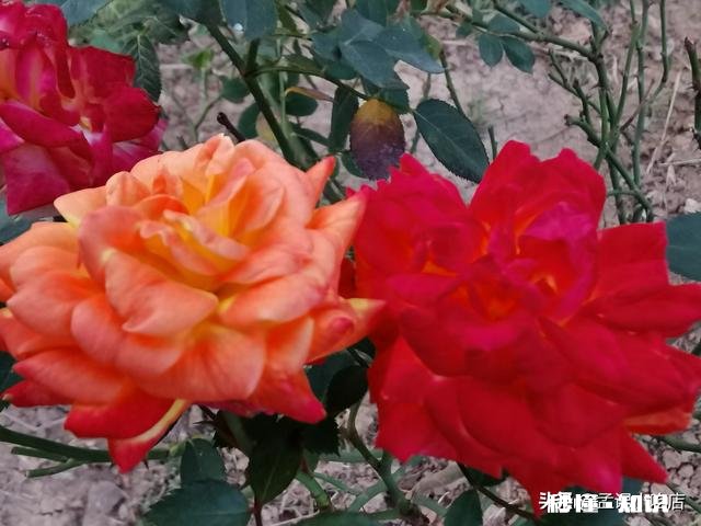 一年四季各有千秋,春花秋实夏雨冬雪,你更喜欢哪个季节呢