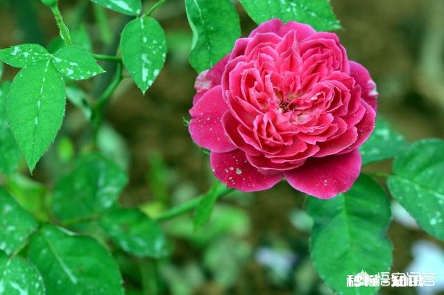 怎样使月季快速成冠幅