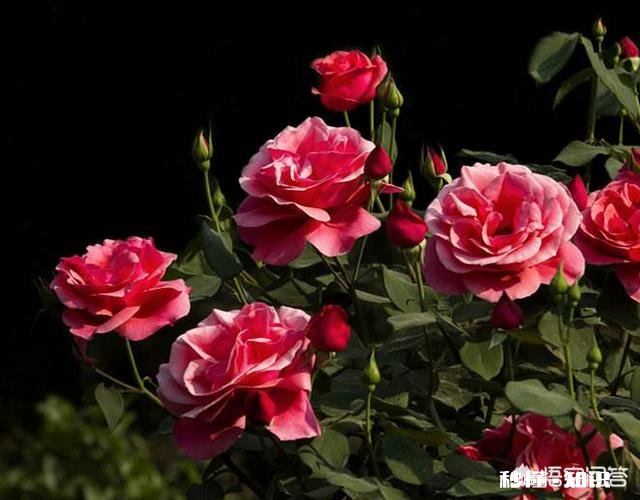 怎样使月季快速成冠幅