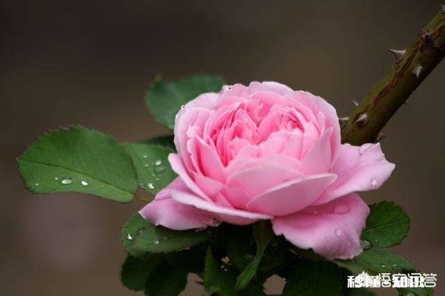 怎样使月季快速成冠幅