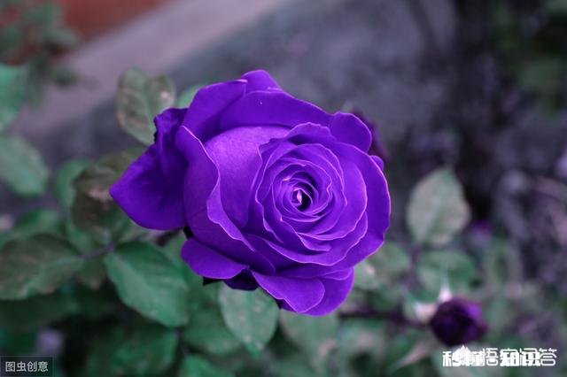 怎样使月季快速成冠幅