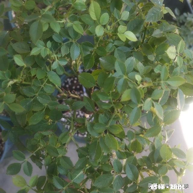 怎样使月季快速成冠幅