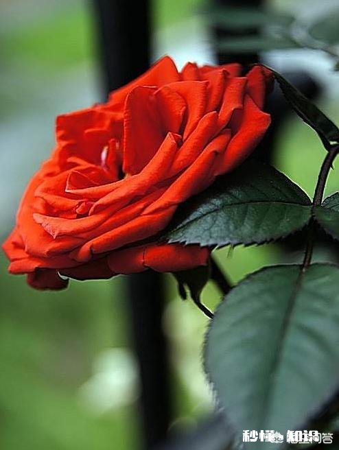 怎样使月季快速成冠幅