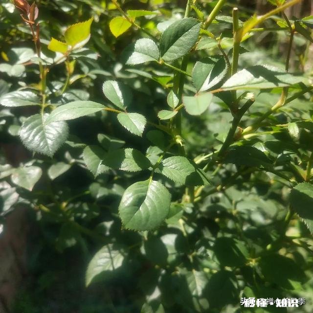 怎样使月季快速成冠幅