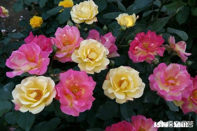 怎样使月季快速成冠幅