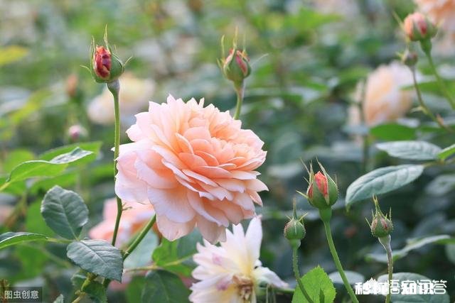 怎样使月季快速成冠幅