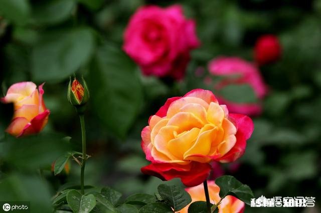 怎样使月季快速成冠幅