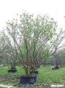 柚子树干的叶子都剪了还能长吗