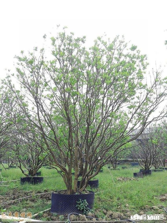 柚子树干的叶子都剪了还能长吗