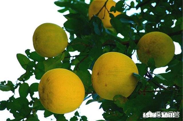 柚子树干的叶子都剪了还能长吗
