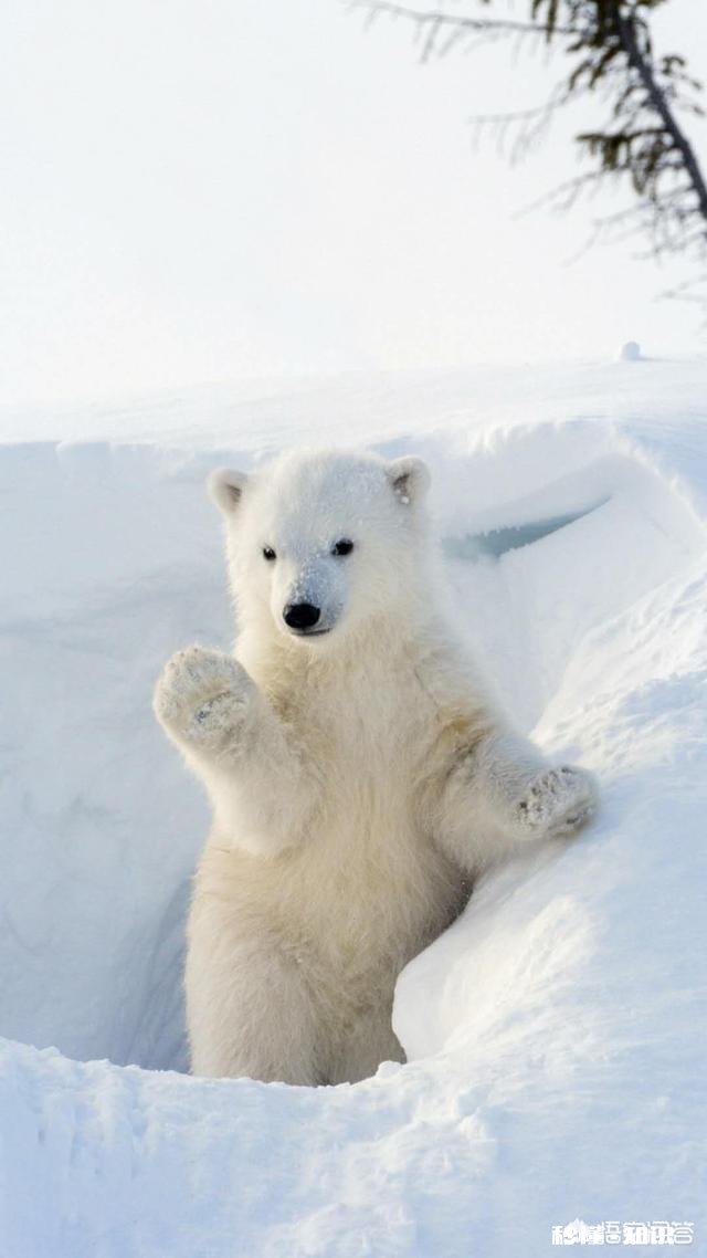 宝宝吃饭越来越多，还要喝奶吗