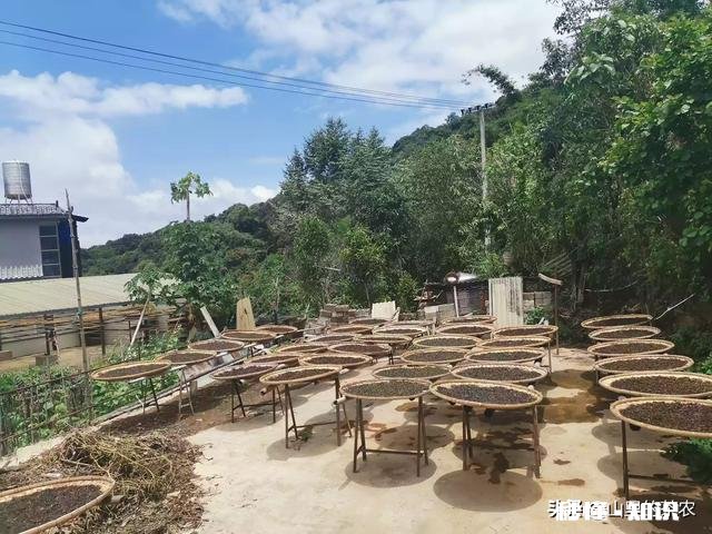 怎样才能买到真正的古树茶