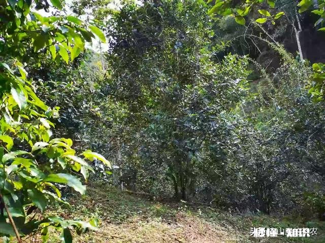 怎样才能买到真正的古树茶