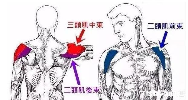 如何锻炼三角肌