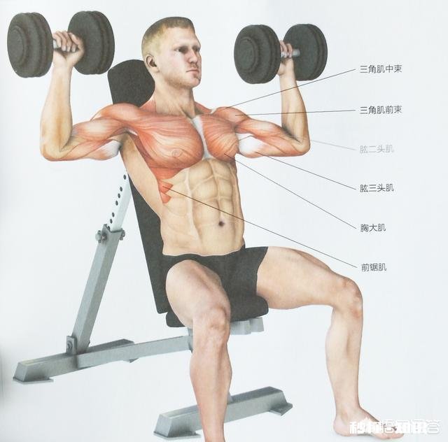 如何锻炼三角肌