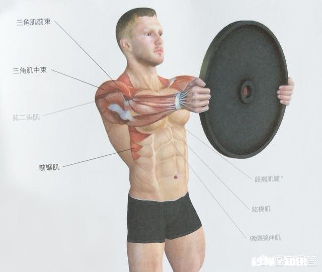 如何锻炼三角肌