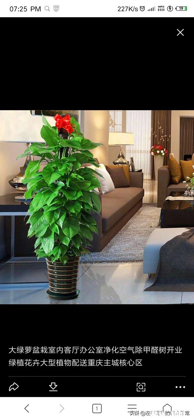 跟红掌绿叶一样的大型盆栽植物没有花是什么