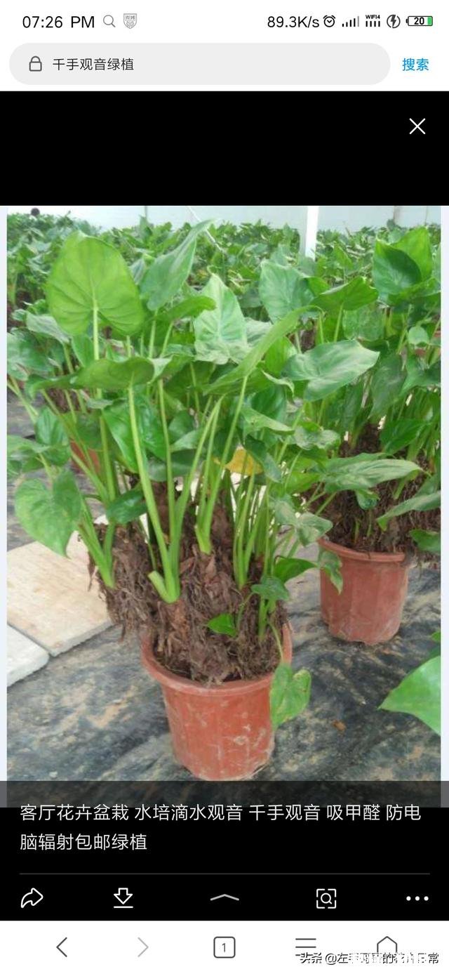 跟红掌绿叶一样的大型盆栽植物没有花是什么