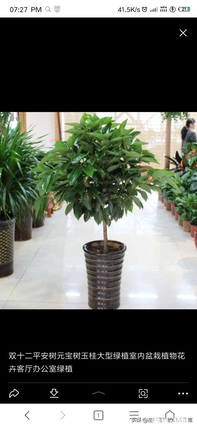 跟红掌绿叶一样的大型盆栽植物没有花是什么