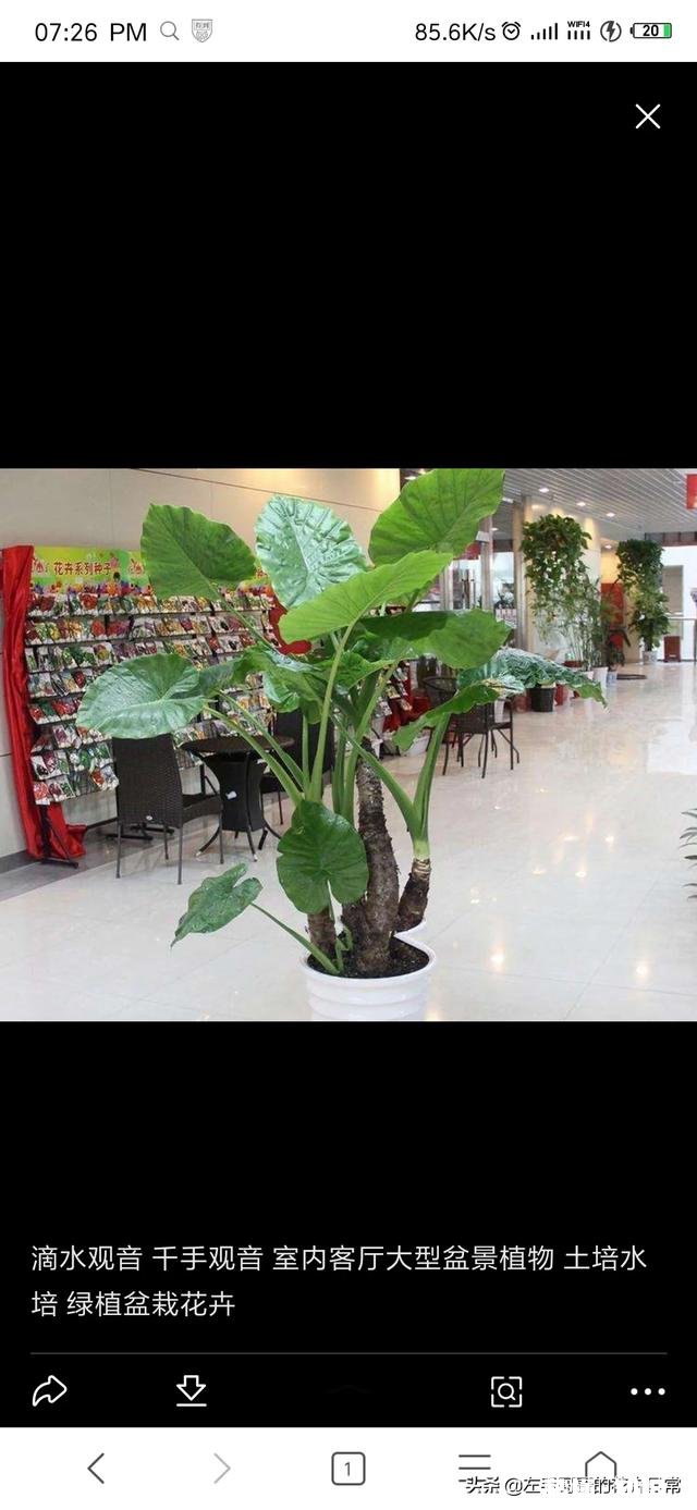 跟红掌绿叶一样的大型盆栽植物没有花是什么