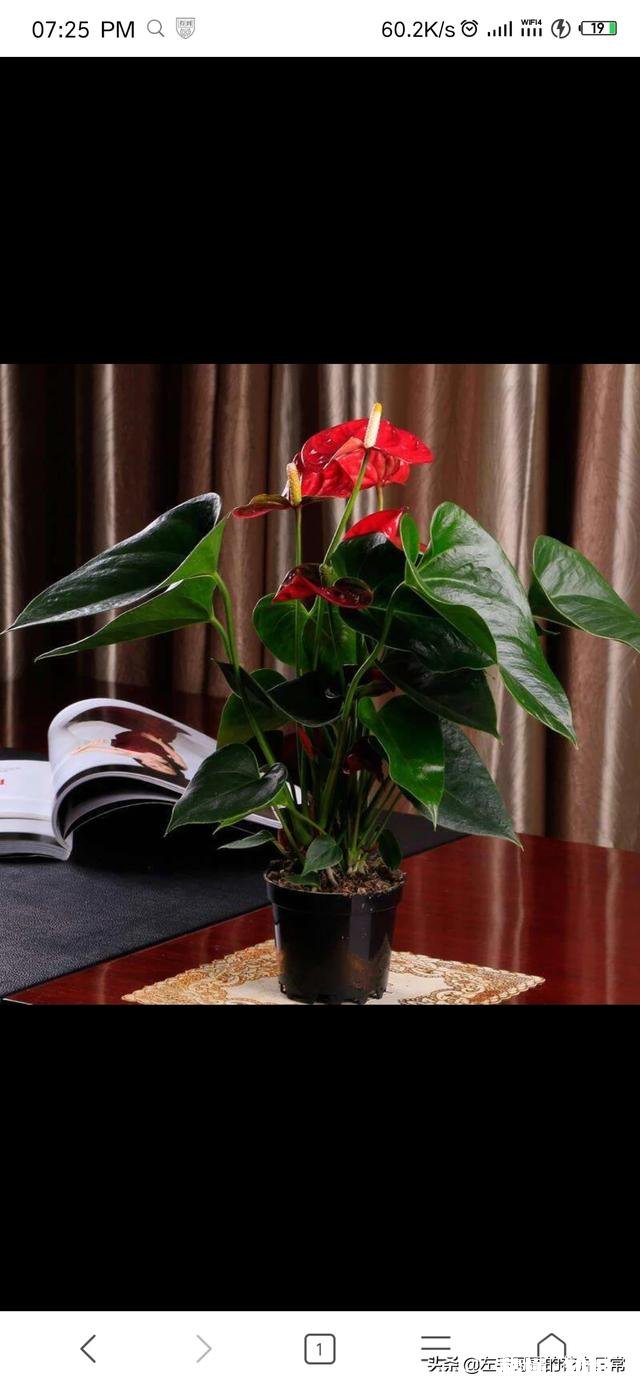 跟红掌绿叶一样的大型盆栽植物没有花是什么