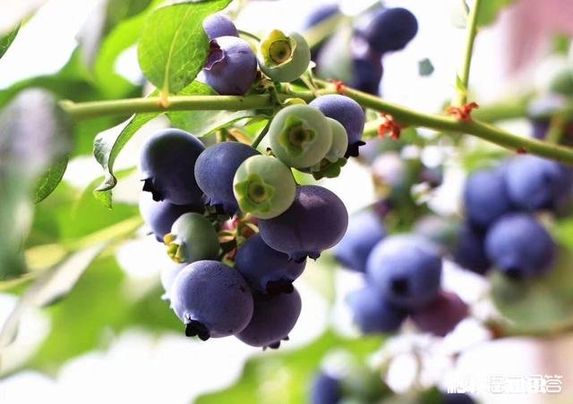 在哪里买水果最好