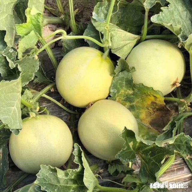 在哪里买水果最好