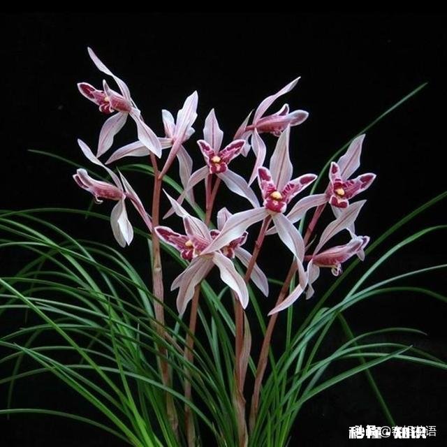 冬天的兰花怎么养