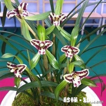 冬天的兰花怎么养