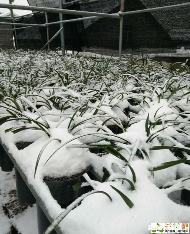 冬天的兰花怎么养