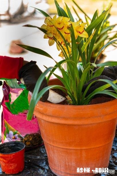 冬天的兰花怎么养