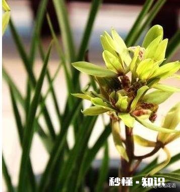 冬天的兰花怎么养