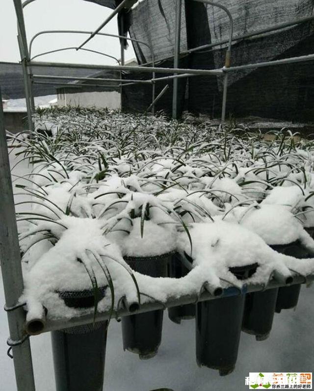 冬天的兰花怎么养