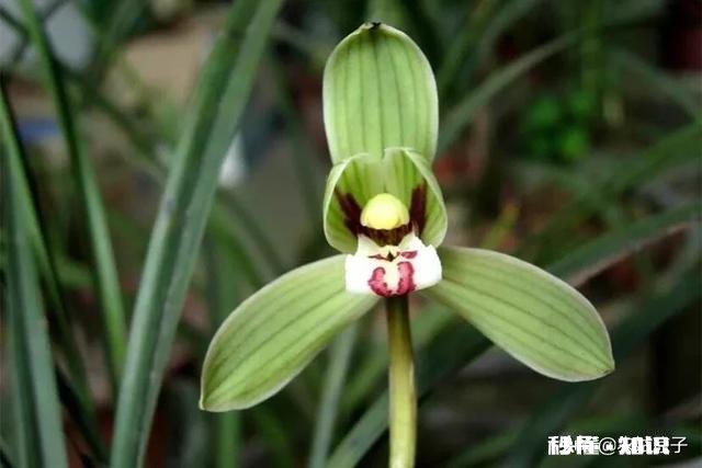 冬天的兰花怎么养