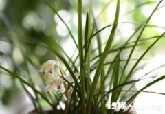 冬天的兰花怎么养