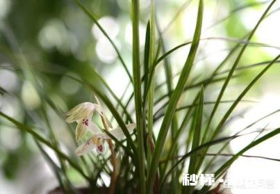 冬天的兰花怎么养