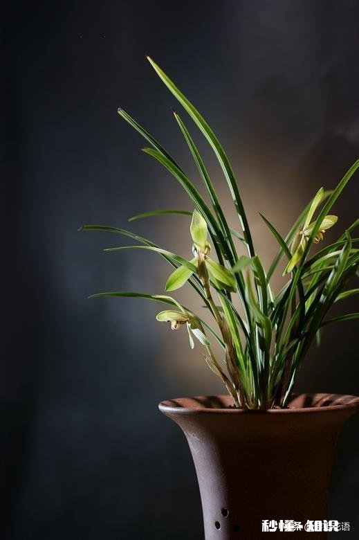 冬天的兰花怎么养