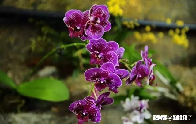 冬天的兰花怎么养