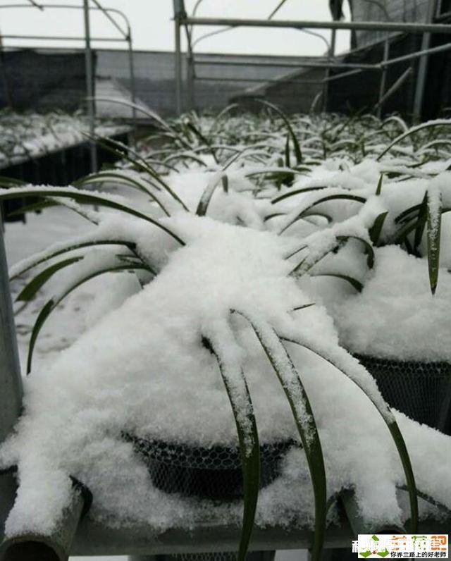 冬天的兰花怎么养