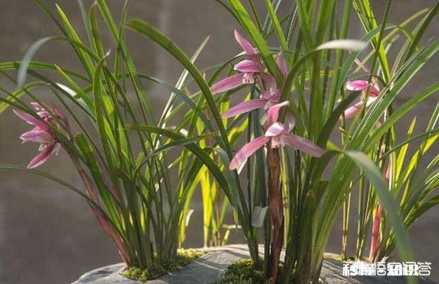 冬天的兰花怎么养