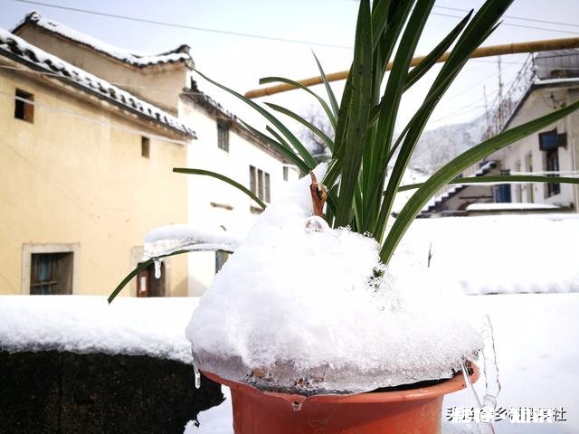 冬天的兰花怎么养