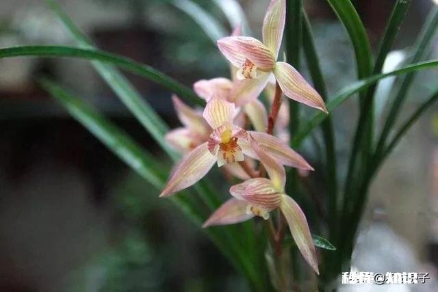 冬天的兰花怎么养