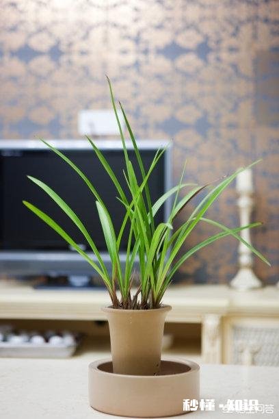 冬天的兰花怎么养